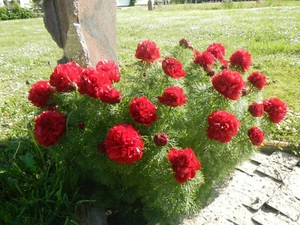 Peonia tenufolia "Plena" - Gefüllte Netzblatt- Pfingstrose ( Dill-Pfingstrose) ) - Bild 1 von 12
