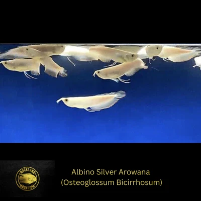 Albino Silver Arowana - Osteoglossum bicirr - High Quality  Healthy Live Fish 6" - Image 1 of 4