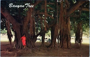 S-257 Banyan Baum Postkarte von Ted Birckhead unbesendet - Bild 1 von 2