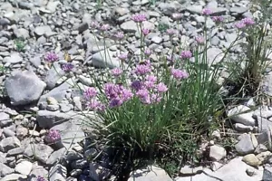 Allium geyeri | Geyer's Onion | 10 Seeds - Picture 1 of 4