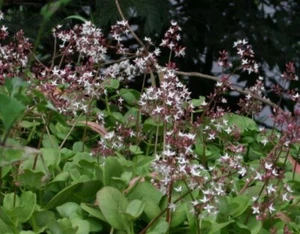 Crassula Multicava ‘Fairy Crassula’ Succulent 15 cuttings SOME Already Rooted - Picture 1 of 1