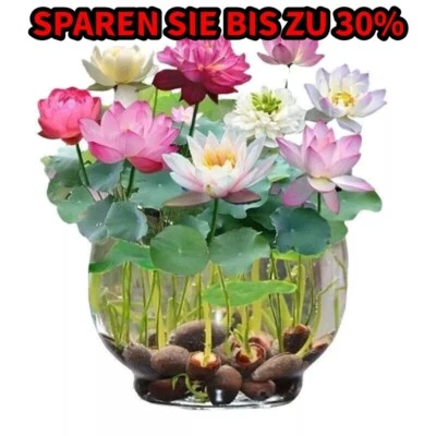 MARKENLOS Lotus Mix Blumen outdoor handverlesen Wasserpflanzen Wasser Garten 30 Samen Seed