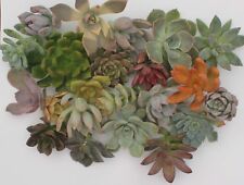 jiimz 10 Rosette Succulent cuttings Terrarium Wreath Wedding Favors