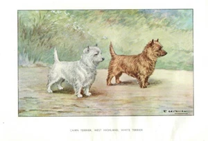 Stampa Antica CANE = TERRIER HIGHLAND = Primi del 900 = Chien DOG Old Print - Picture 1 of 1