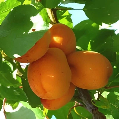 PIANTA DA FRUTTO ALBICOCCA MONACO BELLO in vaso 20 - età 2/3 anni (foto reali)