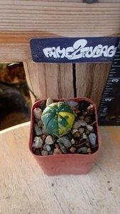 Astrophytum Asterias 'Variegated' Cactus - Picture 1 of 2