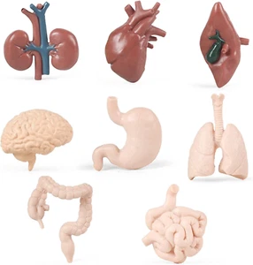 8 PIEZAS Órganos Humanos Modelo Mini Partes del Cuerpo Humano Juguetes de Anatomía para Niños, Anatomía Mod - Imagen 1 de 7