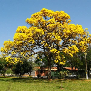 10 SEMILLAS DE TABEBUIA ARGENTEA - Imagen 1 de 1