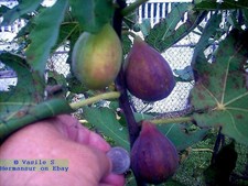 Fig tree cuttings , Longu D'Aout ,Large,delicious, Two crops,5 pcs !