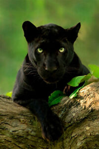 Animal Black Panther Photo Print Painting Wall Art Home Decor - POSTER 20x30
