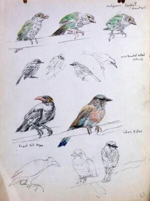 Bird Sketches Wildlife Raymond Sheppard 1938 Naturalist British Illustrator - Image 1 of 2