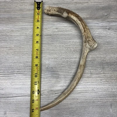 Huge COLOSSAL JUMBO CHEW Deer Antler Dog Chew   #1 GRADE  XXL 18”+ - Image 1 of 4