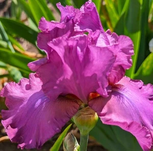 'Jaime Delgado' TB Iris Rhizome PRE-SALE to Ship July, August and Sept 25 - Foto 1 di 4