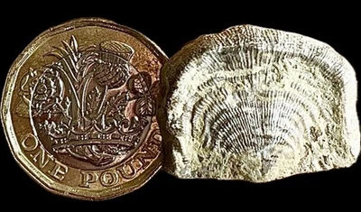 SILURIAN FOSSIL BRACHIOPOD – Leptaena depressa - WENLOCK LIMESTONE, UK. - Image 1 of 2