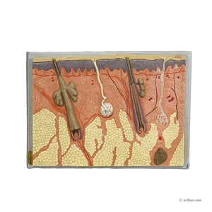 Teaching Aid Showpiece - Structure of the Human Skin, Resin on Wood 1950s - Picture 1 of 6