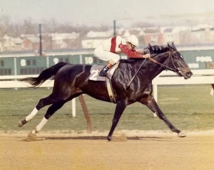 RUFFIAN 8X10 PHOTO HORSE RACING PICTURE JOCKEY - Picture 1 of 1