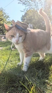 Brown Old Man Cat Or Small Dog Hat EUC Costume XS/S - Picture 1 of 6