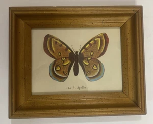 Vintage Le P Apollon Butterfly Print With Gold Frame 7.5 x 6.5 - Picture 1 of 5