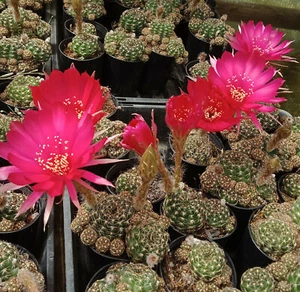 LOBIVIA ARACHNACANTHA Mature plant with offsets. Magenta flowering Cactus - Picture 1 of 5