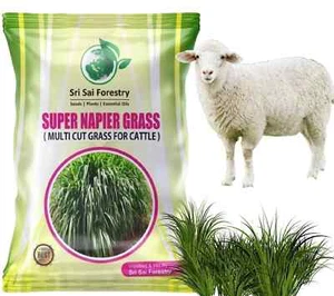 Semillas de hierba Super Napier para ganado, alto rendimiento, hierba de corte múltiple (220 g) - Imagen 1 de 5