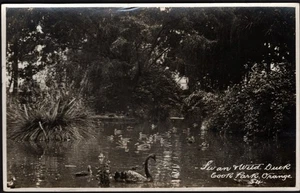 Australian B & W Real Photo Postcard. "Cook Park, Orange, New South Wales" - Picture 1 of 2