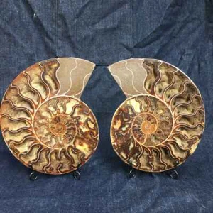 A pair of Natural Crystal ammonite fossil conch specimen healing Home decoration - Picture 1 of 9