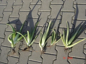 Aloe Vera Ableger Kindeln Pflanzen - im 5er Pack - Bild 1 von 4