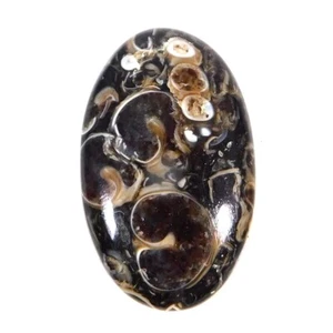 Turritella Fossil Agate Natural Unique Oval Cabochon 30.85Cts. Loose Gemstone - Picture 1 of 3