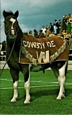 COWBOY JOE II University of Wyoming Cowboys pony mascot Laramie WY postcard
