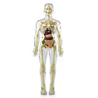 Anatomy Model Skeleton DIY Skeleton Toy Removable Parts P4J47645