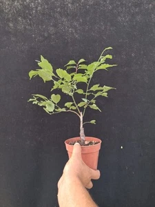 Bonsai Di Prunus Mume (Fiore Bianco) - Foto 1 di 3