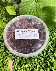 Live Tiger Worm tubs - Picture 1 of 1