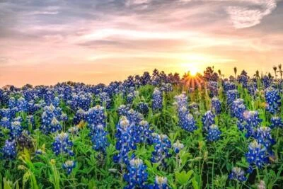 Fotografía fotográfica de Texas Bluebonnets at Sunset genial arte de pared impresión póster 24x16 Foto 1 de 3