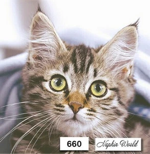 (660) ZWEI individuelle Papier LUNCHEON Decoupage Servietten - KÄTZCHEN KATZE FELINE KITTY - Bild 1 von 3