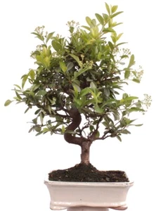 Bonsai - Pyracantha angustifolia Schmalblättriger Feuerdorn 225/50 - Bild 1 von 6