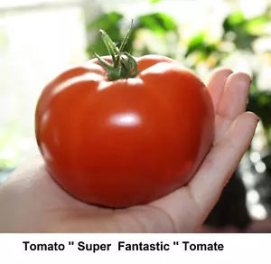 Seed Tomato Species Super Fantastic Tomate - Seeds 10 oz Early Prolific Canada + - Picture 1 of 3