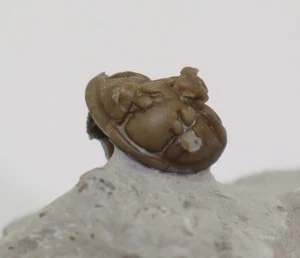 Trilobit, Calymene blumenbachi , Silur, Ludlow, Sproge Gotland, Schweden -L875 - Picture 1 of 9