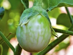 Eggplant Seeds “Thai Green Round”(Approx 50 Seeds) Perfect For Any Garden…. - Picture 1 of 1