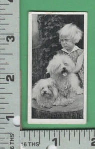 E389 Malteser Terrier blond Mädchen Carreras Zigaretten CD Kitty Ritson Dogs & Friend - Bild 1 von 2