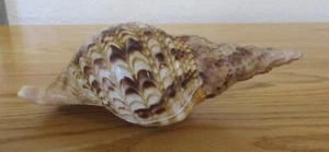 Tritons Trumpet Horn Seashell Charonia Tritonis Sea Shell 9” - Picture 1 of 6