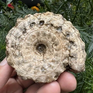Colection!!127G Whole Permian Ammonite Calcite Stura Fossil Rough Mollusca Timor - Picture 1 of 16