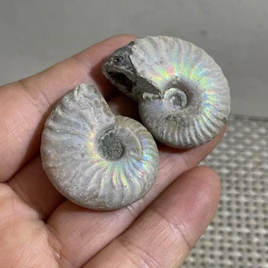 2pc 27g Natural colored conch come from Madagascar b12 - Picture 1 of 7