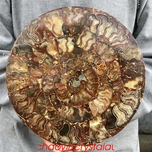 1.62LB Natural Ammonite fossil disk quartz crystal 249mm shell Plate Conch XC668 - Picture 1 of 12