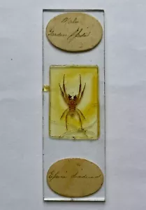 Antique Microscope Slide of Male Garden Spider - Glass - Vintage - Picture 1 of 3