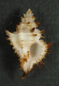 MUREX BALTEATA 26,19 mm HERMOSO ESPÉCIMEN frente a la isla de Santa Rosa, Filipinas - Imagen 1 de 2