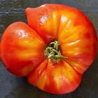 Tomate FLAME 10 Samen SAFTIG s FRUCHTIG Fleischtomate SAFTIG rot-gelb geflammt