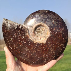 750g Natural Ammonite Fossil Reiki Crystal Specimen Mineral Crystal Decor Gift - Picture 1 of 12