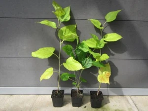 Maulbeere - Morus 'Milanowek' weißer Maulbeerbaum Pflanze 60-80cm süße Früche - Bild 1 von 4