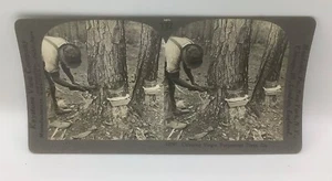 Keystone Stereoview-Astillar un árbol trementino, Georgi—13747 T82 - Imagen 1 de 2