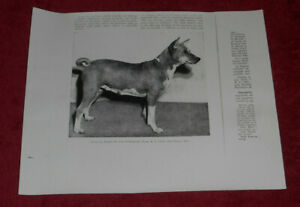 1963 Press Photo American Kennel Club Champion Basenji Dog "June of Windrush"